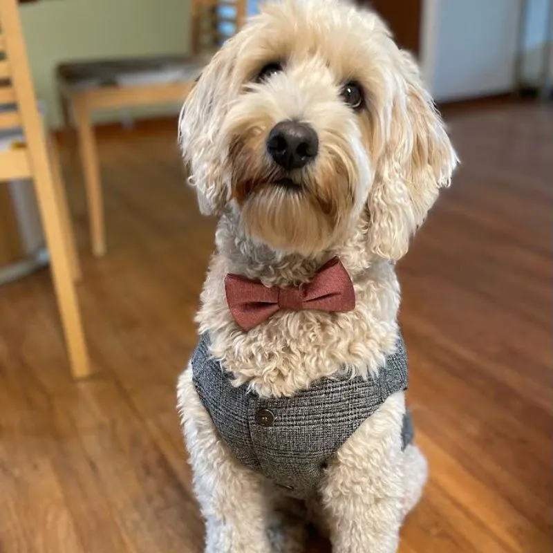 Churchill Tweed Dog Suit Jacket & Vest Separates